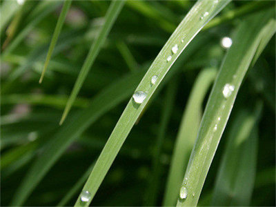 00386_dewdrop_1280x800.jpg