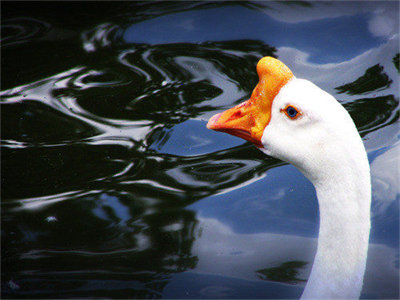 00817_duckduck_1280x800.jpg