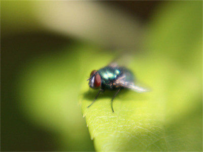 00850_abugslife_1280x800.jpg