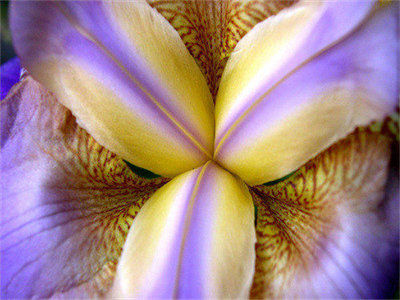 00175_purpleiris_1280x800.jpg