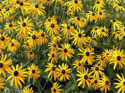 00439_rudbeckia_1280x800.jpg