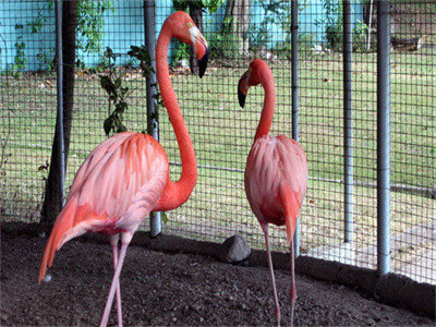 00684_trappedflamingos_1280x800.jpg