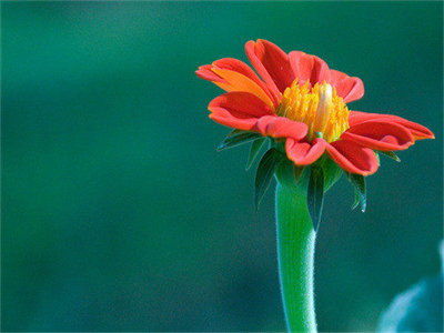 01308_redgerbera_1280x800.jpg