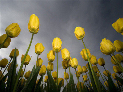 01332_lowangletulips_1280x800.jpg