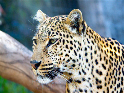 02465_leopardstare_1280x800.jpg