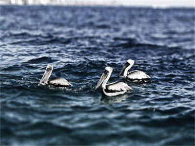 02547_cabosanlucaspelicans_1280x800.jpg