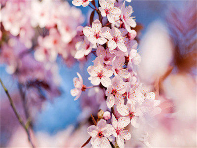 02555_cherryblossoms_1280x800.jpg