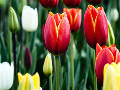 02842_tulips_1280x800.jpg