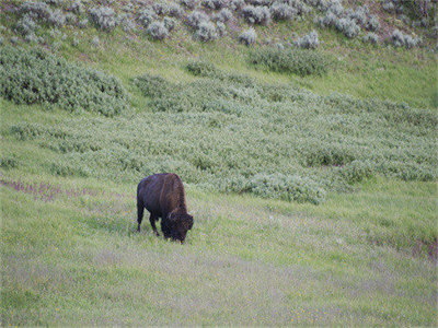 03308_yellowstonebison_1280x800.jpg