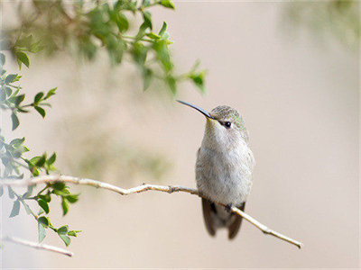 03818_posinghummingbird_1280x800.jpg