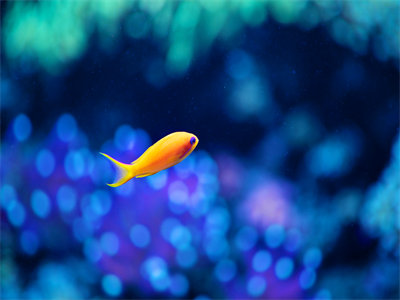 02919_orangeinaqua_1440x900.jpg