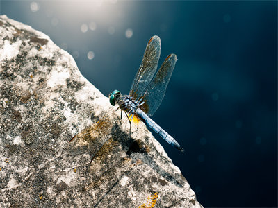 03156_bluedragonfly_1440x900.jpg