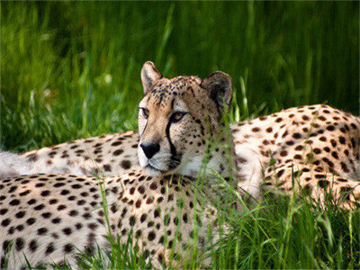 01975_cheetahbeauty_1280x800.jpg