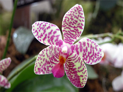 00067_orchid_1440x900.jpg