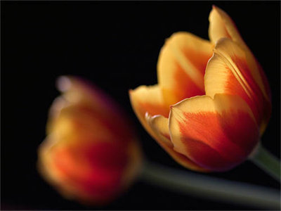 02252_tulips_1280x800.jpg