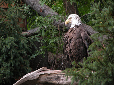 00093_baldeagle_1440x900.jpg