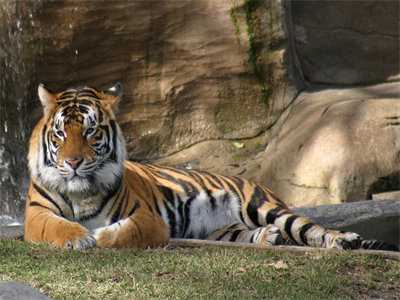 00109_tigerdreamworld_1440x900.jpg