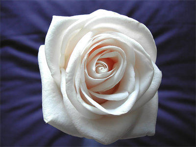 00146_whiterose_1440x900.jpg