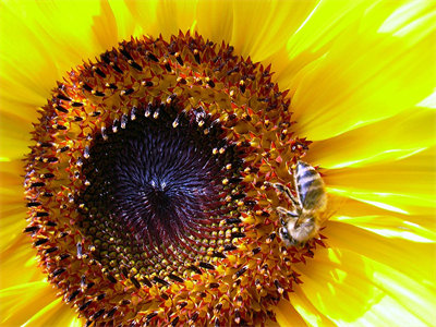 00281_sunflower_1440x900.jpg