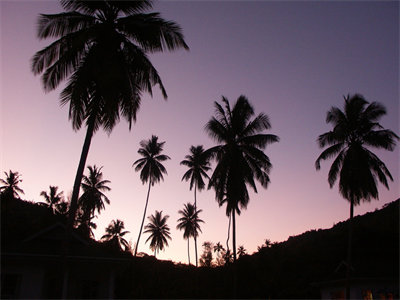 00465_twilightpalms_1440x900.jpg