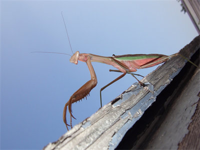 00468_prayingmantis_1440x900.jpg