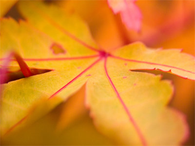 00658_leaf23_1440x900.jpg