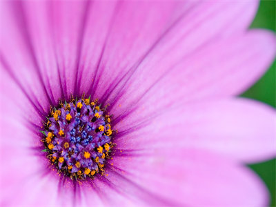 00925_flower21_1440x900.jpg