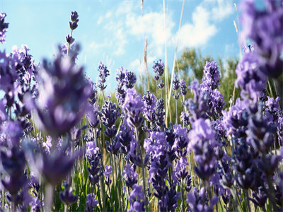 01348_lavander_1440x900.jpg