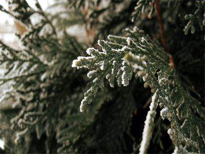 01467_agreenwinter_1440x900.jpg