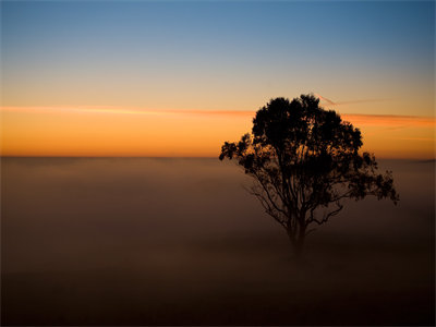 02682_treeinthemist_1440x900.jpg