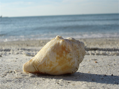 00598_aclearwaterbeachshell_1440x900.jpg