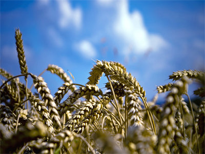 01099_inthewheat_1440x900.jpg