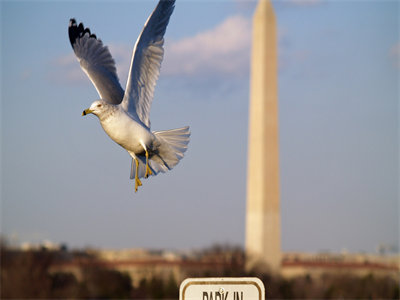 01135_washingtondcgull_1440x900.jpg